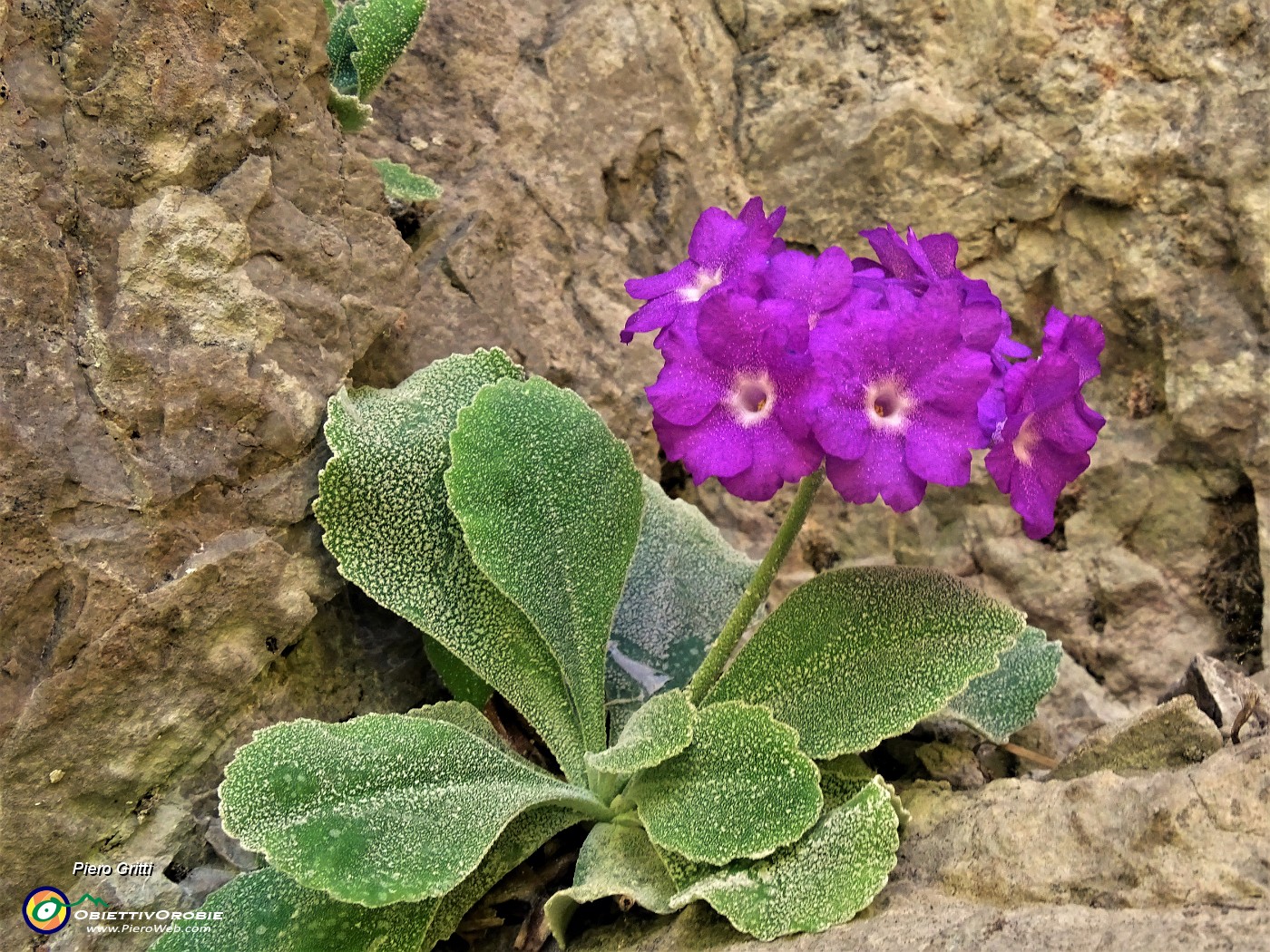 04 Primula Albenensis  (Primula del Monte Alben) nei pressi del Bivacco Plana (1280 m).JPG -                                